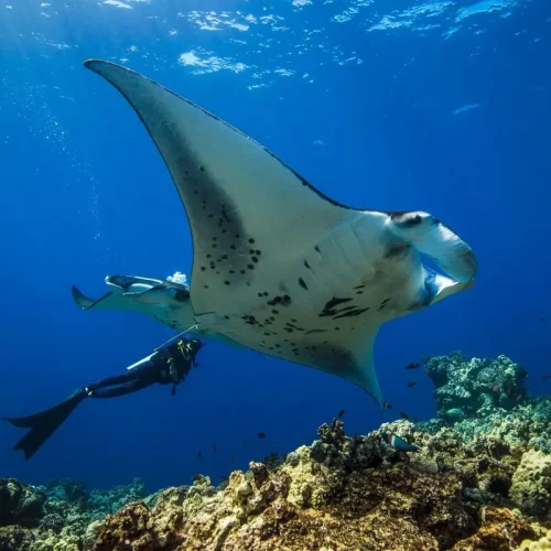 Snrokeling dengan manta ray