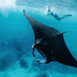 Snorkeling dengan manta ray