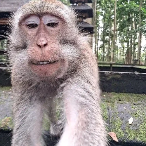 Monyet di sangeh